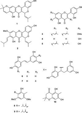 Figure 1 Phenolics obtained from M. pallidus. and T. trifolia.