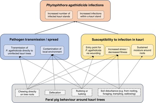 Figure 1. Hypothesised role of feral pigs (Sus scrofa) in the spread of kauri dieback disease in New Zealand. Arrows depict theoretical mechanisms by which various feral pig behaviours could contribute to Phytophthora agathidicida infections in kauri (Agathis australis). Note these are not established pathways, but only potential linkages, some of which could be tested through experimental studies.