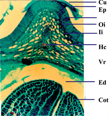 Figure 7 Cellular structure of seed showing micropyle and cotyledons. Cu, cuticle; Ep, epidermis; Oi, outer integument; Ii, inner integument; Hc, hourglass cells; Vr, vascular regions; Ed, endosperm; Cot, cotyledons; Pc, palisade-like cells; Ms, mesophyll; Ie, inner epidermis.