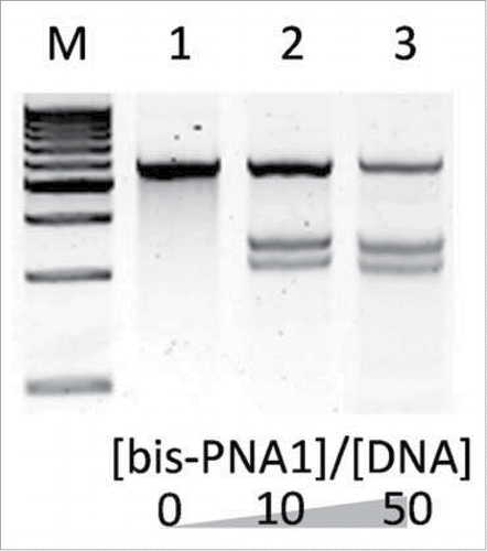 Figure 15. Site-selective scission of DNA (2685 bp) by combining triplex-forming bis-PNA1 and Ce(IV)-EDTA at the [bis-PNA1]/[DNA] ratios of 0 (lane 1), 10 (lane 2), and 50 (lane 3). Lane M, 500 bp ladder. Conditions; [DNA] = 4 nM, [bis-PNA1] = 40–200 nM, [Ce(IV)-EDTA] = 100 μM, and [NaCl] = 100 mM at pH 7.0 and 50°C for 16 h. Reproduced by permission from ref. 66.