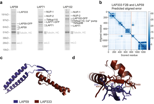 Figure 9. LAP interactors. (a) LAP59, 71 and 102 were tagged with GFP and used as handles in co-immunoprecipitations using either cut bands with MALDI-TOF (LAP59 and 71) or total precipitates and ESI (LAP102). A full list of LAP102 interactors is in Supplementary Table S7. AlphaFold DeepMind multimer [Citation48–50,Citation53] modeling supports an interaction between the LAP333 F2B fragment and LAP59 as shown by the predicted aligned error plot (b). Red lines indicate the end of the LAP333 F2B sequence. The black box highlights the high confidence region and a model of the region is shown in (c). Proteins are colored by chain as per the legend. (d) Expansion of interacting region showing interactions (green dashed lines) within 3.5 Å. LAP333 F2B and LAP59 colored as in (C).