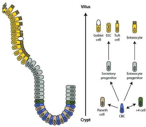 Figure 2. Schematic of the intestinal crypt-villus unit. The intestinal crypt-villus unit is maintained by multipotent crypt base columnar (CBC; Lgr5 +) and +4 cells (Hopx +, Bmi1 +, mTert +, Lrig +). These stem cells are found in the crypt and supply the villus with specialized intestinal cells, including enterocytes, goblet cells, enteroendocrine cells (EEC), and tuft cells, which are eventually shed at the villus tip. Conversely, Paneth cells are mature cells that remain in the crypt and modulate the stem cell environment. Figure adapted, with permission from Company of Biologists, from Beumer et al. 192. Available herein via license: Creative Commons Attribution 4.0 International from https://www.researchgate.net/publication/323367542_Comparative_regenerative_mechanisms_across_different_mammalian_tissues.