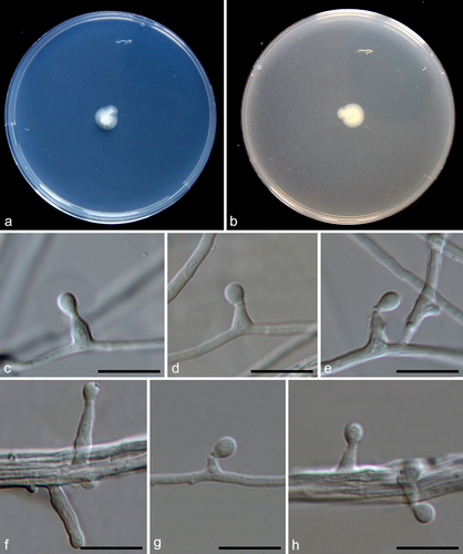 Figure 13. Pseudeurotium sedimenticola (from holotype HMAS 352882). (a–b) Surface and reverse of the colony on PDA. (c–h) Conidiophore and conidia. Scale bars: c–h = 10 µm.