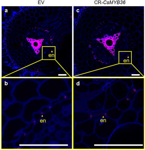 Figure 6. Observations on EV and CR-CsMYB36 hair root lignin staining. (A–D) roots with 3–4 cm from the apex, EV (A, B) and CR-CsMYB36 (C, D) hair root lignin staining. Magenta and blue show signal of lignin and cellulose, respectively. Scale bars, 100 µm. (B) and (D) represent the magnified image of the yellow boxed area in (A) and (C), magenta light dots show signal of lignin deposited in the endodermis. Scale bars, 100 µm. en, endodermis. n ≥ 5.
