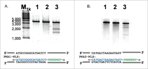 Figure 12. Site-selective DNA scission by combining one strand of PNA-NLS conjugate and Ce(IV)-EDTA. In (A) and (B), a 16-bp sequence in the exon 2 of MYCN gene and BFP gene in a plasmid was targeted, respectively. Lane 1, DNA only (control); Lane 2, DNA treated with Ce(IV)-EDTA (control); Lane 3, the scission with the combination of Ce(IV)-EDTA and PNA-NLS conjugate. Reaction conditions: [DNA] = 4.0 nM, [PNA-NLS] = 200 nM, [Ce(IV)-EDTA] = 200 µM, and [NaCl] = 100 mM at pH 7.0 and 37°C for 3 d The scission mixture was treated with Sma I (for (A)) or with Xba I (for (B)) before the electrophoresis. Reproduced by permission from ref. 60.