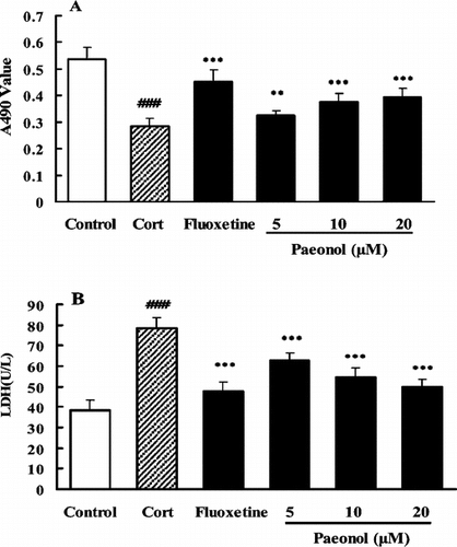 Figure 5 Protective effect of paeonol on the PC12 cells from the lesion induced by corticosterone. Cells were exposed to corticosterone 10 µM in the absence or presence of paeonol or fluoxetine for 48 h; cell viability was measured using a colorimetric MTT assay (A) and LDH assay (B). Data are expressed as means ± SEM. ###p < 0.001 versus corresponding control. **p < 0.01 and ***p < 0.001 versus corresponding corticosterone-treated groups.