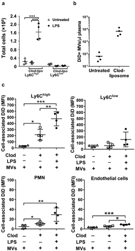 Figure 4. MV uptake by pulmonary vascular cells in macrophage-depleted mice. Mice were injected with clodronate-liposomes (“clod-lipo”) (i.v., 0.2 ml) and at 72 h, when Ly6Chigh monocytes, but not macrophages or Ly6Clow monocytes, were fully repopulated from bone marrow, mice were injected i.v. with low-dose LPS (20 ng) followed by DiD-labelled MVs after 2 h. Repopulation of Ly6Chigh monocytes in clodronate-treated mice was confirmed in lungs with their numbers similar to normal mice and substantially increased at 2 h post-LPS injection (a). Counts of circulating DiD-labelled MVs were determined in plasma at 1 h post-i.v. injection in normal and clodronate-liposome pre-treated mice (−72 h) (b). Cell-associated DiD levels (MFI) were determined in intravascular populations, including the remaining Ly-6Clow monocytes, at 1 h after MV injection, (c). Data are displayed as mean±SD and analysed by one-way ANOVA with Bonferroni correction tests. n = 4, *p < 0.05, **p < 0.01, ***p < 0.001.