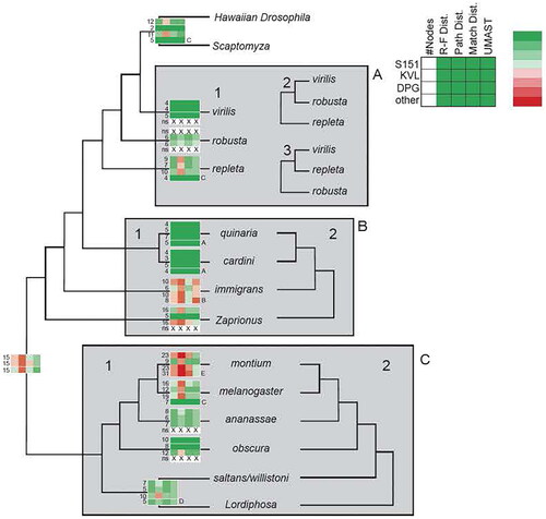 Figure 2. Support within the major species groups. The three major phylogenetic studies that we compared our results to are listed as S151 (Suvorov et al. Citation2022), KVL (Van Der Linde et al. Citation2010) and DRP (Finet et al. Citation2021). Several other phylogenetic studies listed in the text were examined (A = Russo et al. Citation1995; B = Roman et al. Citation2022; C = Mai et al. Citation2020; D = Izumitani et al. Citation2016; E = Conner et al. Citation2021). The columns in each profile represent from left to right the number of nodes within the group; Robinson-Foulds distance; path distance (PathD); match distance; and UMAST. Green = zero distance or value; light red/light green = medium distance or value (1.0 or 2.0); red = large distance greater than 3.0). See text for discussion of groups of flies in the boxes.