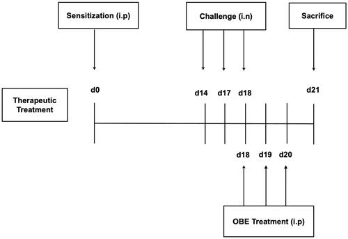 Figure 1. Schematic diagram illustrating the therapeutic protocol for HDM/PBS challenge and OBE treatment. Mice were immunized, intraperitoneally (i.p.) on day 0 and subsequently challenged intranasally (i.n.) on days 14, 17, and 18. Treatment with OBE (i.p.) was initiated on day 18 until day 20. Mice were sacrificed on day 21.