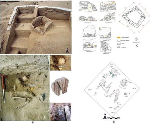 Figure 3. A) General view of Tomb I, in the southern part of the site. B) Human burial of Tomb I, remains of the roof that displaced the skull and remains of the woven-reed mats. C) Sections, top plan, and 3D model of Tomb I. D) The interior of the mudbrick chamber of Tomb I (for letters, see Figure 9) (© A. Zalaghi).