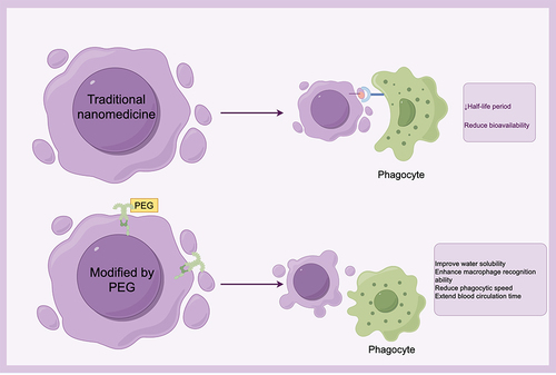 Figure 7 Mechanism of Phagocytosis Avoidance by PEG-Modified Lipid Molecules.