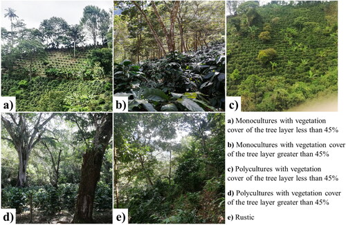 Figure 2. Types of coffee agroforestry systems defined for the review.
