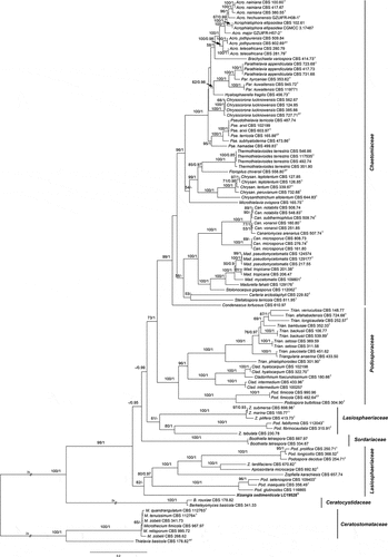 Figure 15. Phylogenetic tree resulting from maximum likelihood (ML) analysis of the concatenated partial rpb2, tub2, ITS, and LSU gene region alignment. Tree topology of the ML analysis was similar to the BI. ML bootstrap values (≥50%) and Bayesian posterior probability (≥0.9) are indicated along branches (ML/PP). Type strains are marked with “T” (type), “ET” (epitype) or “NT” (neotype) after the culture number. The scale bar shows the expected number of changes per site.
