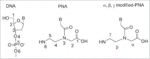 Figure 1. Chemical structure of DNA, PNA and backbone modified-PNA.