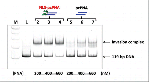 Figure 4. Invasion complex formation under intracellular salt conditions. [double-stranded DNA (119 bp)] = 50 nM, [NaCl] = 12 mM, [KCl] = 140 mM, and [MgCl2] = 0.8 mM at pH 7.0 and 50°C for 2 h. Reproduced by permission from ref. 37.