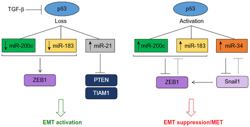 Figure 3 The interaction of p53 and microRNAs controls regulatory networks that modulate EMT.