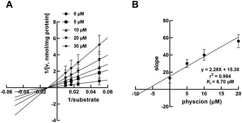 Figure 4. The inhibition of CYP3A4 by physcion was best fitted the non-competitive inhibition model by Lineweaver Burk plot in the presence of 0, 5, 10, 20 and 30 μM physcion (A) and the Ki value was 6.70 μM (B).