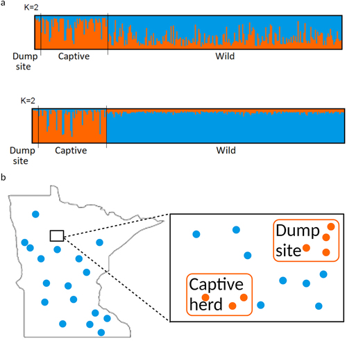 Figure 3. STRUCTURE results shown as barplots, with each bar representing an individual and its membership to assumed clusters (K = 2). (a) Top: Assignments obtained without including sample origin as a priori information. Bottom: assignments obtained including sample origin as a priori information. (b) Representative image demonstrating that the dump site and captive samples most closely aligned with each other and not with the wild samples collected near the sites and throughout Minnesota. Aligning with the bar colours in panel (a), the blue dots represent locations of wild population samples collected throughout the state, and orange dots represent samples from the dump site and captive herd and their relationship (locations are not exact).