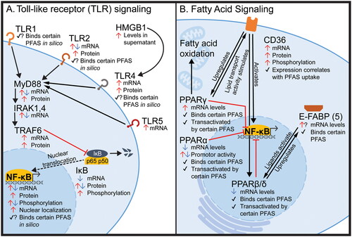 Figure 3. Visual summary of mechanisms suggested in tissue-level, acellular, and other studies not specifically in innate immune cells. PFAS have been shown to disrupt (A) Toll-like receptor signaling (Singh et al. Citation2012; Zhang et al. Citation2014; Zhang et al. Citation2021; Sheng et al. Citation2017; Chen et al. Citation2018; Han et al. Citation2018b; Castaño-Ortiz et al. Citation2019; Guo et al. Citation2019; Shane et al. Citation2020; Zhang et al. Citation2020; Zhong et al. Citation2020; Xie et al. Citation2021; Huang et al. Citation2022; Wan et al. Citation2022; Xu et al. Citation2022; Liu et al. Citation2023, Tang et al. Citation2023) and (B) PPAR signaling (Corsini et al. Citation2012; Pennings et al. Citation2016; Sheng et al. Citation2017; Wu et al. Citation2017; Rodríguez-Jorquera et al. Citation2019; Shane et al. Citation2020; Christofides et al. Citation2021; Khazaee et al. Citation2021; Weatherly et al. Citation2021; Zhang, Dong, et al. Citation2021; Camdzic et al. Citation2022, Chen et al. Citation2022; Evans et al. Citation2022; Wang et al. Citation2022; Xu et al. Citation2022; Sun et al. Citation2023), but the effect of PFAS on these pathways in innate immune cells remained understudied. Black arrows and red lines with a ‘T’ end indicate normal function (activating and inhibiting, respectively). PFAS-induced endpoints for each gene/protein are shown graphically as red up arrows (increase in signal/expression), blue down arrows (decrease in signal/expression), checkmark (binding between protein and any PFAS observed in vitro), checkmark with question mark (binding between protein and any PFAS suggested in silico, but not demonstrated in vitro). Details are provided in Supplemental Table S1. Abbreviations: CD36: Cluster of differentiation 36; E-FABP: Fatty acid binding protein [epidermal type]; HMGB1: High mobility group box 1 protein; IκB: Nuclear factor of κ-light polypeptide gene enhancer in B-cells inhibitor; IRAK: IL-1 receptor-associated kinase; MyD88: Myeloid differentiation primary response 88; NF-κB: Nuclear factor κ-light-chain-enhancer of activated B-cells; PPAR: Peroxisome proliferator-activated receptor; TLR: Toll-like receptor; TRAF6: TNF receptor associated factor-6.