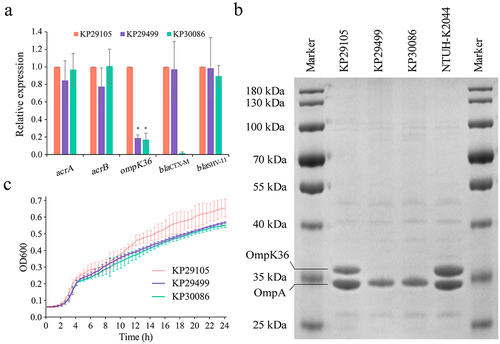 Figure 2. Porin profiles and growth curves of K. pneumoniae strains KP29105, KP29499 and KP30086. (a) Relative expression at the transcriptional level of genes ompK35, ompK36 and blaCTX-M. Data were normalized to the expression levels of gene rpoB. K. pneumoniae NTUH-K2044 and KP29105 were set as the basic expression for porins and CTX-M, respectively. (b) SDS-PAGE (sodium dodecyl sulfate-polyacrylamide gel electrophoresis) of outer membrane proteins. K. pneumoniae NTUH-K2044 was used as reference. (c) Growth curves of the K. pneumoniae isolates. Three independent experiments were carried out. The significance level was as follows: *p < 0.05.