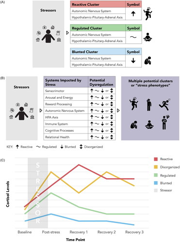 Figure 2. The Stress Phenotyping Framework and the potential for identifying stress phenotypes. (A) Commonly used stress response cluster model. Stress reactivity clusters are often simplified to reactive or blunted and focus on ANS and HPA axis reactivity. This model can be very helpful in the clinical encounter to quickly describe complex processes to clients and patients. However, people likely differ in their stress reactivity across systems and may need a broader assessment and treatment strategy. (B) The Stress Phenotyping Framework. Within each of the stress-related systems described in this narrative review, an individual could have a reactive (↑), blunted (↓), disorganized (bi-directional arrow), or well-regulated (∼) stress response. We suggest that clinicians can provide more targeted interventions by identifying individual differences across different stress-related systems. In addition, we hypothesize that future research can identify clinically distinct stress-response clusters or “stress phenotypes” that could further predict health behaviors and disease risks and provide an opportunity to advance therapeutic interventions. (C) Potential patterns of cortisol reactivity to acute stress (adapted from McEwen, Citation2000a, Citation2000b, Citation2006). This graph depicts an example of differential regulation of HPA-axis reactivity. Mapping the patterns of dysregulation for all stress-related systems following ELA and chronic stress may better inform classification of common stress phenotypes and targeted therapeutic interventions.