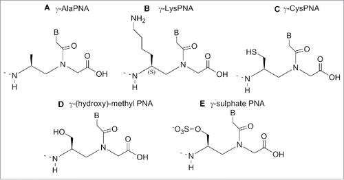 Figure 13. γ-modified PNA analogs. Structures adapted from Refs. 109−114