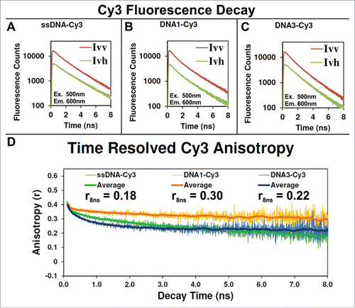 Figure 6. Fluorescence decay and anisotropy of Cy3 labeled DNA nanocages. (A–C) Plot of the parallel (Ivv) and perpendicular (Ivh) fluorescence decay of Cy3 conjugated to a ssDNA (A), when the ssDNA-Cy3 is assembled into either the DNA1-Cy3 (B) or DNA3-Cy3 nanocage, respectively. Panel (D): The anisotropy for each data point of the decays, shown in panels A–C, was calculated as described in the Supporting Information, Materials and Methods section, and the results are plotted here. The central moving average for each data set is reported in the same plot for clarity.