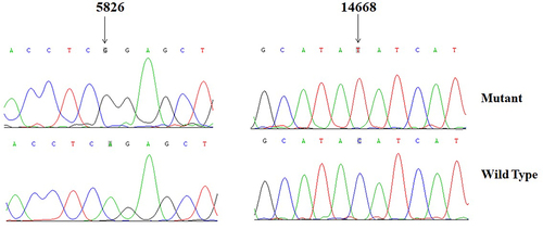 Figure 2 Sequence analysis of m.A5826G mutation in tRNACys/tRNATyr genes and m.C14668T mutation in ND6 gene.