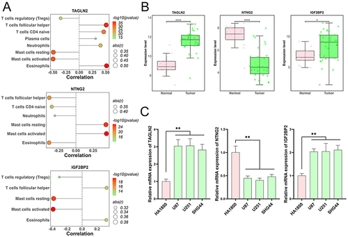 Figure 5 Correlation and expression analysis of prognostic genes in glioma. (A) Analysis illustrating the correlation between the three prognostic genes (TAGLN2, NTNG2, and IGF2BP2) and immune cells in glioma samples. (B) Differential expression levels of TAGLN2, NTNG2, and IGF2BP2 in glioma tumor samples in comparison to normal samples using the GSE50161 dataset. *p < 0.05, ****p < 0.0001. (C) RT-qPCR results confirming the altered expression patterns of TAGLN2, NTNG2, and IGF2BP2 in glioma cells. **p < 0.01 vs HA1800.