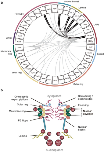 Figure 10. Model of the T. brucei NE. (a) Summary of new and published LAP interactions [Citation9,Citation29]. Grey lines indicate single direction identification, thick black lines indicate reciprocal identification showing the LAPs primarily interact with the NPC basket, inner and outer rings and the lamina. (b) Stylized model of the T. brucei NE colored as per (A) and predicted locations for LAPs.