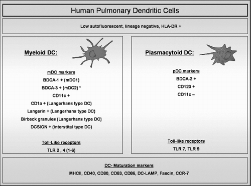 Figure 1 Human Pulmonary Dendritic cells. Pulmonary dendritic cells (DCs) are identified by flow cytometry within the cell population that is low autofluorescent (to distinguish them from macrophages which are high autofluorescent), HLA-DR +ve and that does not express lineage markers (CD3, CD14, CD16, CD19, CD20 and CD56). Within this cell population, different markers identify plasmacytoid (pDC) and different myeloid DC (mDC) subsets. mDC and pDC express different types of Toll-like receptors (TLR). Mature DCs are identified by upregulation of specific maturation markers such as co-stimulatory molecules and the chemokine receptor CCR7. (BDCA: Blood Dendritic Cell Antigen; DC-SIGN: Dendritic Cell-Specific Intercellular adhesion molecule-3-Grabbing Non-integrin; MHC: Major Histocompability Complex; DC-LAMP: Dendritic Cell Lysosome-Associated Membrane glycoprotein). (*): BDCA-3 is also expressed on pDCs in broncho-alveolar lavage fluid.