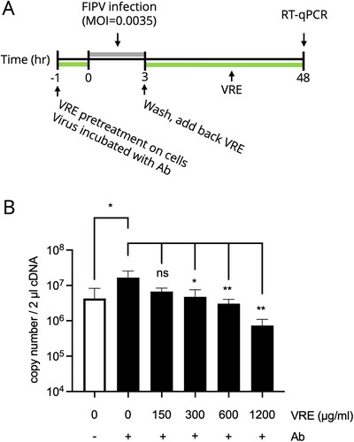 Figure 6. VRE anti-FIPV activity in the in vitro ADE model. (A) Experimental design to examine the inhibitory activity of VRE on FIPV under ADE infection conditions. Different concentrations of VRE were added during ADE infection, and the viral titer was determined using RT-qPCR. (B) The viral titers between the treated and untreated groups were compared using one-way ANOVA followed by Dunnett’s multiple comparisons tests (ns: non-significant; **p < 0.01; *p < 0.05). Data are shown as mean ± SD (n = 3).