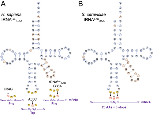 Figure 1. Schematic of natural and synthetic tRNALeu variants.