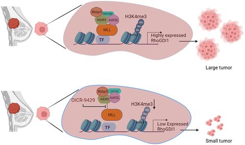 Figure 3. Inhibition of MLL can reduce tumours in xenografts. MDA-MB-231 cells are triple-negative breast cancer cells with high RhoGDI1 expression, which promotes tumour formation. MLL with its core-complex proteins promotes the transcription of RhoGDI1 by methylating the RhoGDI1 promoter. Treatment with OICR-9429, a non-peptide inhibitor of MLL-WDR5 interaction, reduces the activity of MLL at RHOGDI1 promoter, thus reducing the expression of RhoGDI1 gene. This results in tumour regression. Thus, inhibition of MLL can be used as a potential therapeutic in tumours showing high expression of RhoGDI1.