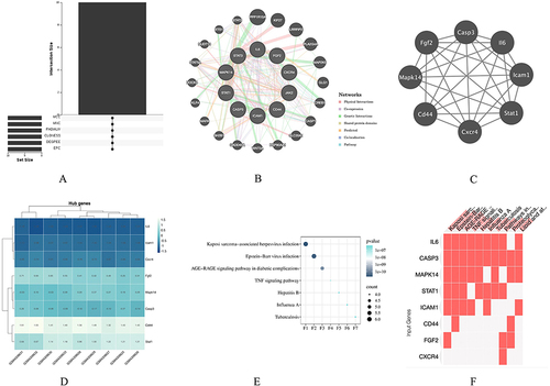 Figure 6 Venn diagram and co-expression network of hub genes. (A) The Venn diagram illustrates the overlapping hub genes identified by six different algorithms. (B) The co-expression network of hub genes and their associated genes was analyzed using GeneMANIA. (C) Module analysis revealed that eight genes were present in the three modules with the highest scores. (D) Expression patterns of the eight hub genes in the control and treatment groups. (E and F) Pathways associated with the hub genes.