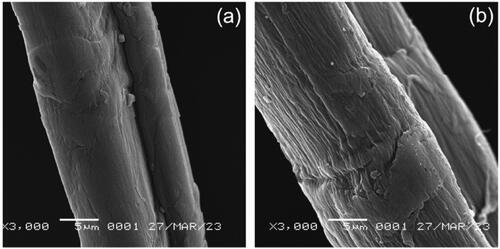 Figure 4. SEM images comparison: (a) untreated and (b) plasma-treated fiber.