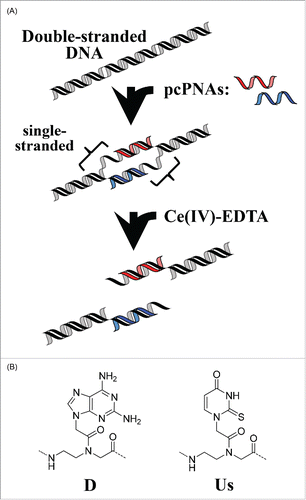 Figure 1. Schematic view of site-selective scission of double-stranded DNA by the first-generation ARCUT (combination of a pair of pcPNA + Ce(IV)-EDTA).