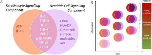 Figure 6. (A) A Snapshot of unique and overlapping signaling components of keratinocytes (KCs) and dendritic cells (DCs) (B) Schematic showing possible dose-dependent interplay and additive effects of inflammatory signals from KCs and DCs feeding into different levels of potency of sensitizing compounds.