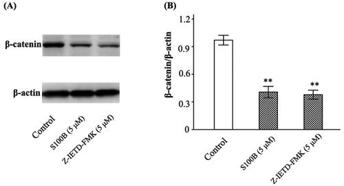 Figure 8. S100B and Z-IETD-FMK decreased β-catenin expression in MIMECs. MIMECs were treated with saline (Control), S100B (5 μM), or Z-IETD-FMK (5 μM). β-catenin was determined by Western blot. Representative gels were shown in the left panel (A) and the statistical results in the right panel (B). The experiments were performed in triplicate. Data were expressed as means ± SEM. **p < 0.01 vs. Control.