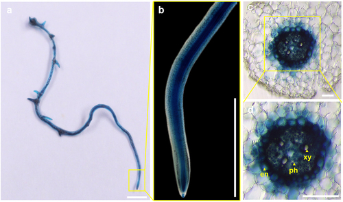 Figure 4. The expression pattern of CsMYB36 in the cucumber roots. (A) Histochemical localization of GUS activity in cucumber roots transformed with pCsMYB36: GUS. Scale bars, 1 cm. (B) Represent the magnified image of the yellow boxed area in (a). Scale bars, 0.5 cm. (C) the cross-sectional of GUS activity in cucumber roots transformed with pCsMYB36: GUS. Yellow arrows indicate the cross-sectional structure of cucumber roots. Scale bars, 50 µm. (D) Represent the magnified image of the yellow boxed area in (c). en, endodermis; xy, xylem; ph, phloem. Scale bars, 50 µm. n ≥ 5.