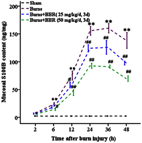 Figure 2. BBR pretreatment reduced S100B generation in colonic mucosa in burned mice. Mice were assigned into sham, burns, burns plus BBR (25 mg/kg/d, 3 d), or burns plus BBR (50 mg/kg/d, 3 d) groups. At every postburn timepoint 4 mice were euthanized. Gut mucosal tissues were scrapped and S100B content in mucosa was determined by ELISA. Data were expressed as mean ± SD. *p < 0.05, **p < 0.01 vs. Sham; #p < 0.05, ##p < 0.01 vs. Burns.