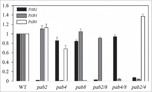 Figure 6. Expression from class II PABP genes in class II PABP mutants. qPCR was performed for PAB2 (black bars), PAB4 (gray bars), and PAB8 (white bars) in 8 day old WT seedlings and class II PABP mutants. Expression for each gene is reported relative to the level in WT seedlings which is set at a value of 1.
