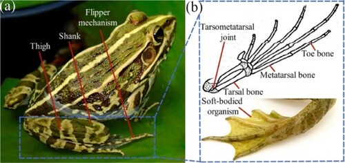 Figure 3. Biological frog structure: (a) hind limb structure composition and (b) flipper mechanism composition.