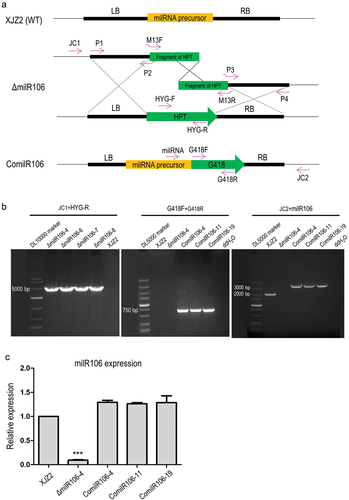 Figure 4. Verification of the milR106 deletion and complementation mutants by PCR and qRT-PCR. (a) Schematic diagram for deletion and complementation of milR106 in Foc. (b) PCR identification of the milR106 deletion mutants and complemented strains. (c) Transcriptional level of milR106 in different mutants of Foc was detected by qRT-PCR. To assess the statistical significance between the wild-type strain XJZ2 and the ΔmilR106-4 mutant, a Student’s t-test was used. ***, p < 0.001. Error bars indicate S.D. (n = 3).