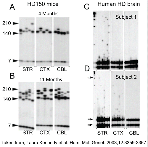Figure 2. CAG repeat copy number of the progenitor mutation influences tissue-specific mutation length profiles. (A) Representative data from the SP–PCR mutation length profiles within striatum (St), cortex (Cx), cerebellum (Cb) and liver at 4 and 11 months of age in Hdh(Qwt/150) mice. Each lane contains the products from 1 to 10 cells worth of DNA from the tissue indicated. The numbers on the left hand side of the panels indicate the number of CAG repeats carried by the Hdh alleles amplified (mo=months). (B) Dramatic mutation length increases in human HD striata prior to pathological cell loss. Tissue from subject 1 shows mutation length variability in the striatum but not cortex (Brodmann's area 7) or hypothalamus. SP–PCR data reveal that while the median mutation length within tissues is ˜41 CAG repeats, some cells within the striatum contain mutations >1000 CAG repeats in length. Each lane contains the amplification products from ˜50 cells. (C,D) Tissue from subject 2 has mutation length variability in the striatum and cortex (Brodmann's area 7) but not cerebellum. SP–PCR data indicate the median mutation length within both tissues is ˜51 CAG repeats but some striatal cells contain mutations >700 CAG repeats in length. Each lane contains the amplification products from 40 to 50 cells. The numbers on the left side of each panel indicate the number of CAG repeats carried by the HD alleles amplified. The lanes marked M contain the 1Kb plus size marker.