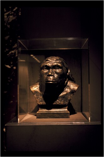 Figure 5. Bust of the Peking Man (restoration). Courtesy of National Gallery of Art, Washington, DC, Gallery Archives.