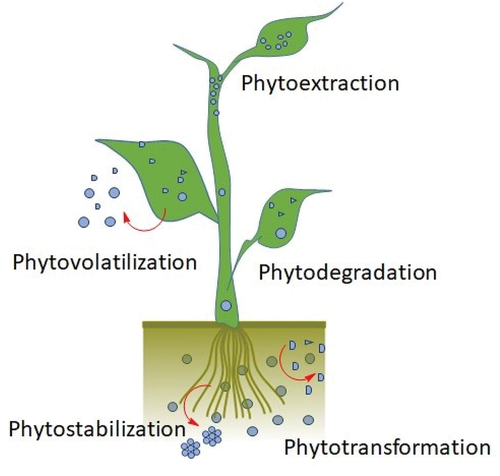 Figure 5. Illustration of physiological processes in plants facilitating the removal of toxic substances - insights into plant mechanisms for detoxification and Remediation.