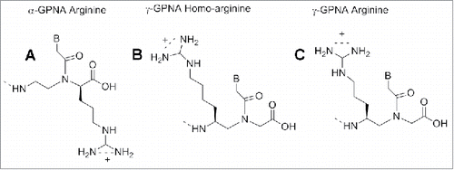 Figure 16. Comparison of the structure of γ-GPNAs.
