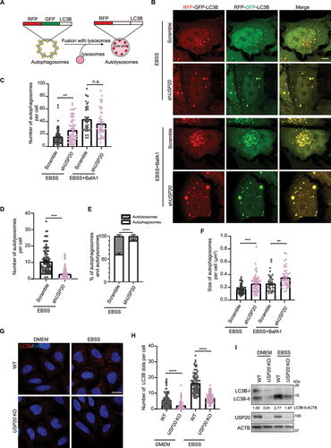 Figure 1. Depletion of USP20 impairs the autophagy pathway. (A) The construction of a dual fluorescent RFP-GFP-LC3B enables the characterization of different stages of the autophagy pathway. Autophagosomes are represented in yellow (RFP+ GFP+), while autolysosomes appear in red (RFP+ GFP−) due to the quenching of GFP under acidic conditions in the lysosome. (B) HeLa cells stably expressing RFP-GFP-LC3B were transfected with either scramble shRNA or USP20 shRNA. After 72 h of transfection, cells were treated with EBSS or EBSS+BafA1 (100 nM) for 4 h. Scale bar: 10 μm. (C,D) The number of autophagosomes (GFP+ RFP+, yellow puncta) (C) or autolysosome (RFP+ GFP−, red puncta) (D) per cell from (B) was quantified. (E) the percentage of autophagosomes (yellow) and autolysosomes (red) in a cell under starvation conditions using EBSS medium from (B) was determined. (F) the size of autophagosomes (GFP+ RFP+, yellow puncta) in (B) was quantified. (G) USP20 knockout inhibits autophagy. U-2 OS wild-type and USP20 knockout cells were subjected to DMEM or EBSS treatment for 4 h prior to fixation. Subsequently, cells were immunostained with LC3B (red), and the nuclei were labeled with DAPI (blue). Scale bar: 10 μm. (H) The number of LC3B puncta per cell from (G) was quantified. (I) Immunoblotting was conducted to assess the knockdown efficiency of USP20 and to analyze the ratio of LC3B-II to ACTB under normal and starvation conditions. ACTB was used as a loading control. Statistical analyses were performed on data from three independent experiments, with counts of more than 100 cells. Error bars represent SEM. The significance levels are indicated as n.s., not significant, **p < 0.01, and ***p < 0.001 (one-way ANOVA with Tukey’s test).