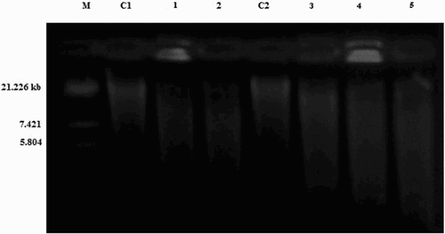 Figure 3. DNA cleavage of Mn(II) (2), Fe(III) (6) and Zn(II) (10) complexes. M, standard molecular weight marker; C1, control DNA of S. aureus; Lane 1, S. aureus DNA treated with Mn(II); Lane 2, S. aureus DNA treated with Zn(II); C2, control DNA of A. niger; Lane 3, A. niger DNA treated with Fe(III); Lane 4, A. niger DNA treated with Mn(II); Lane 5, A. niger DNA treated with Zn(II).